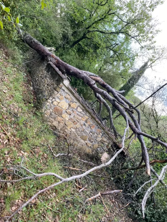 Suppression d'un pin mort sur un garage, à Brignoles., Brignoles, Eden Provence
