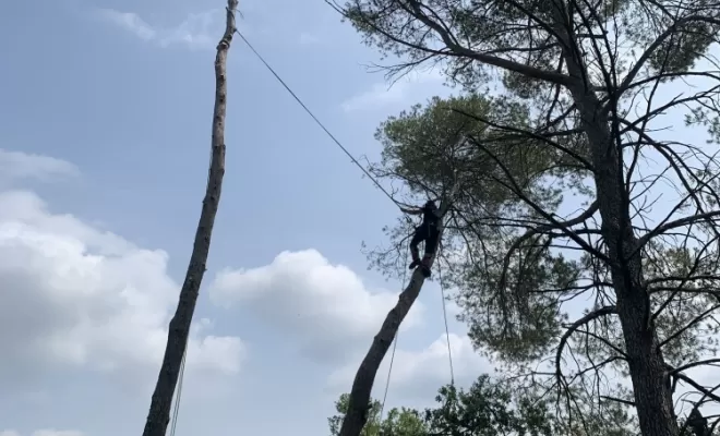 Abattage d'arbres dangereux, Brignoles, Eden Provence