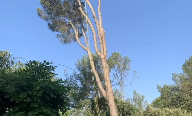 Abattage par démontage d'un grand pin multiple à Brignoles 