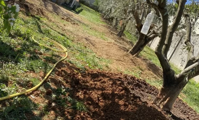 Soin des oliviers à Brignoles 