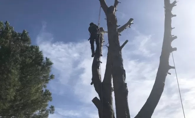 Abattage par démontage d'un pin multiple à Brignoles 