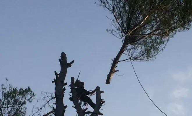 Abattage d'arbres dangereux, Brignoles, Eden Provence