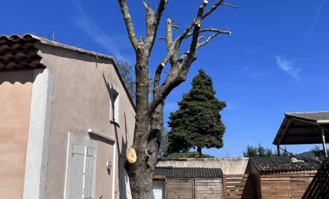 Taille sévère d'un Marronnier à Brignoles 