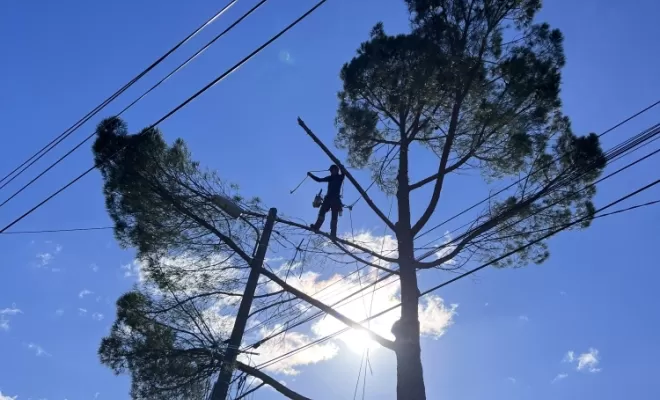 Abattage d'un pin en bord de route, au dessus de fils électriques à Brignoles 
