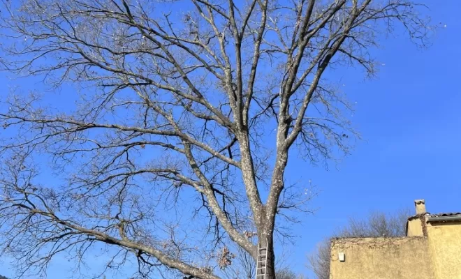 Suppression des branches de chêne au dessus du toit, à Brignoles