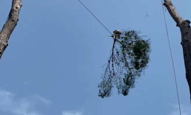 Abattage d'arbres dangereux, Brignoles, Eden Provence