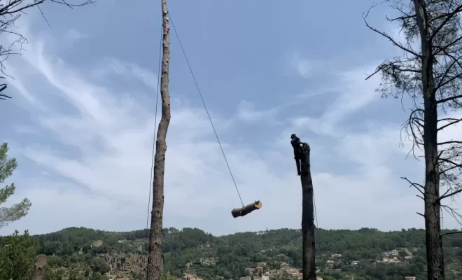 Abattage d'arbres dangereux, Brignoles, Eden Provence