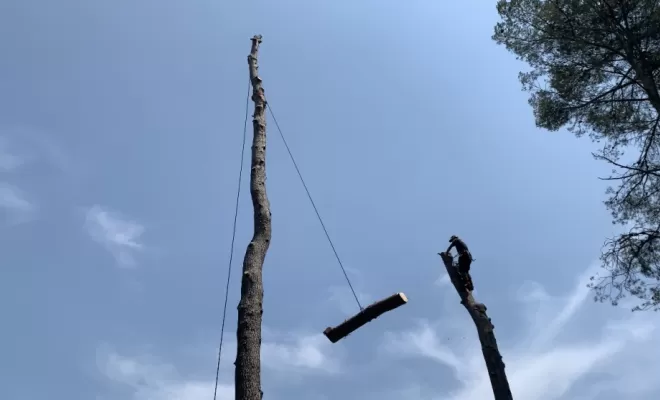 Abattage d'arbres dangereux, Brignoles, Eden Provence
