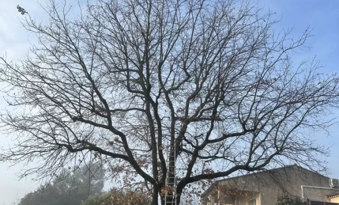 Eden Provence a effectuée la Taille d'un Chêne chez un particulier a Cabasse , Brignoles, Eden Provence