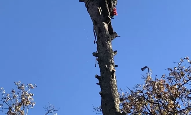 Démontage d'un arbre, Brignoles, Eden Provence