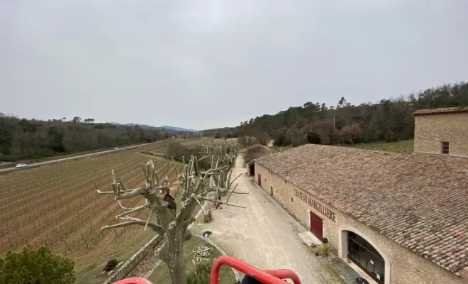 Taille des platanes, Brignoles, Eden Provence