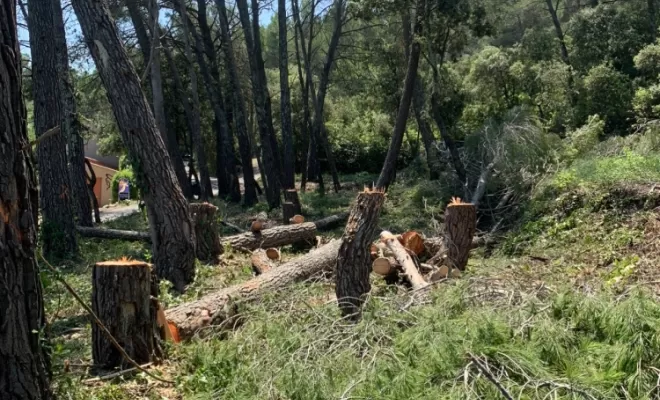 Abattage de pins, Brignoles, Eden Provence