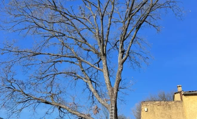 Taille d'un chêne, Brignoles, Eden Provence
