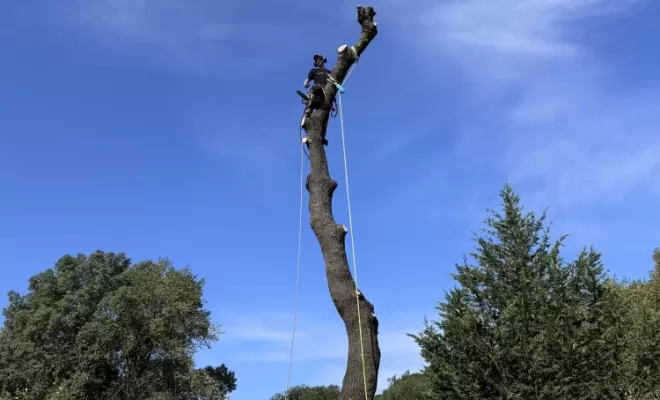 Abattage par démontage d'un Frêne, Brignoles, Eden Provence 