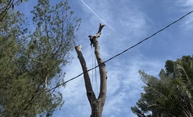 Abattage par Démontage d'un Pin à Brignoles, Eden Provence 