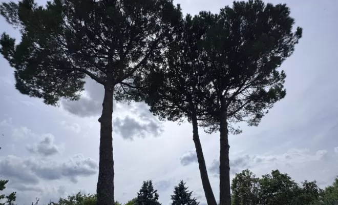 Nettoyage de Pins, Eden Provence 